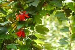 Passiflora vitifolia